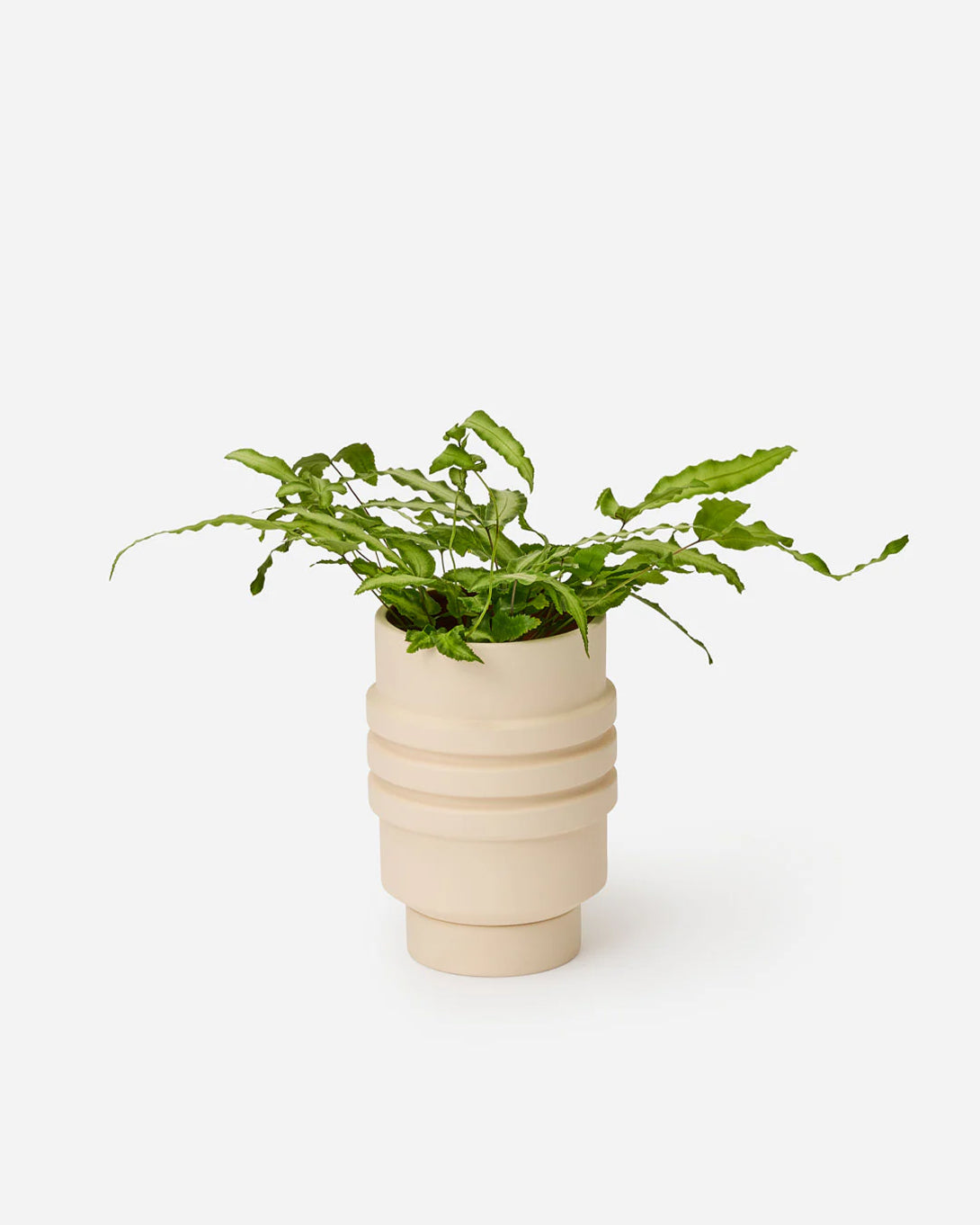 Cream Strata Plant Vessel Areaware Planter House Plant