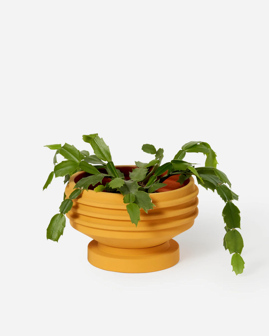 Yellow Strata Plant Vessel Areaware Planter House Plant