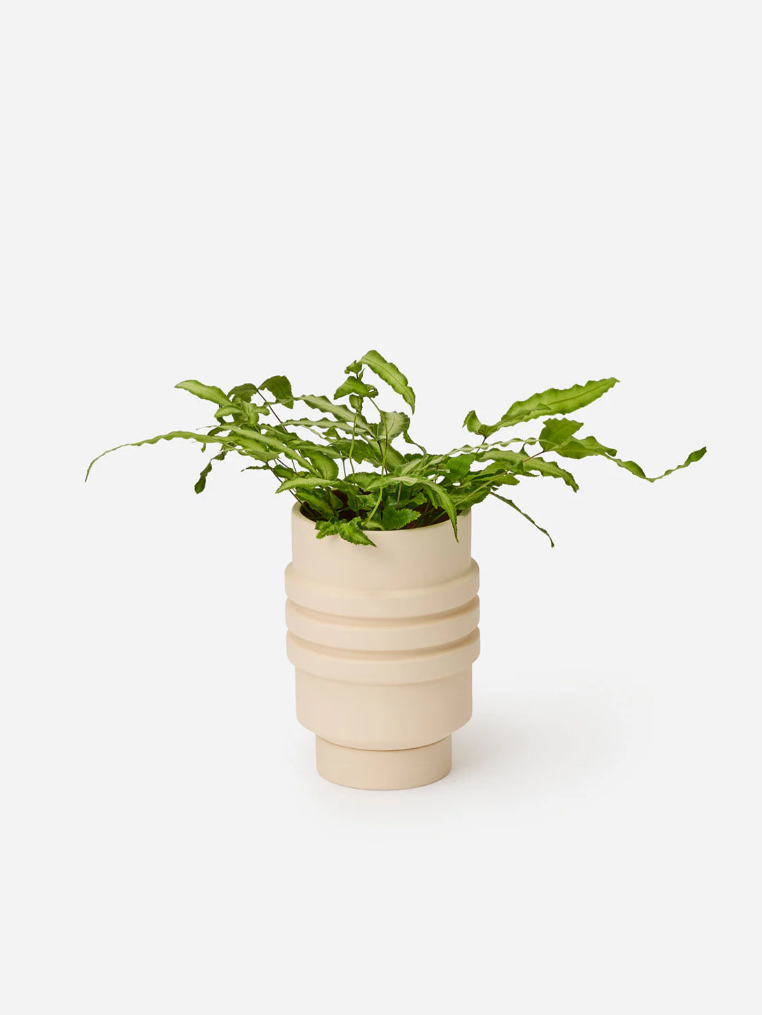 Cream Strata Plant Vessel Areaware Planter House Plant 